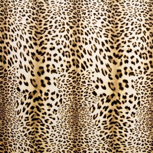 Leopardo