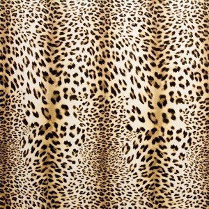 Leopardo