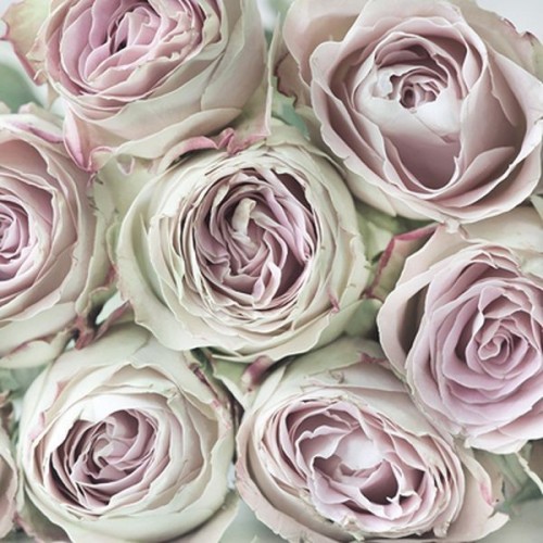 Guardanapo Pink Roses